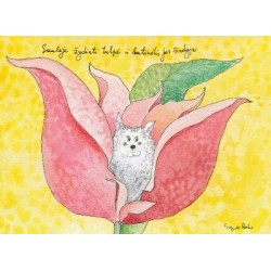 Sauleje žydinti tulpė ir katinėlis jos širdyje